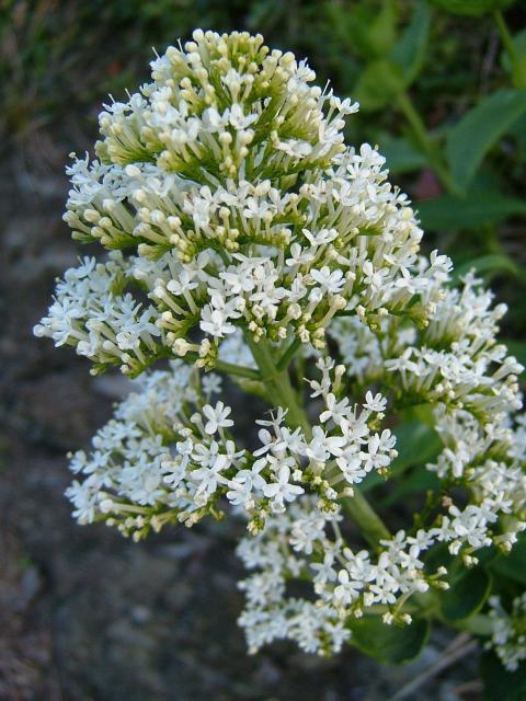 Centranthus ruber 'Snowcloud'