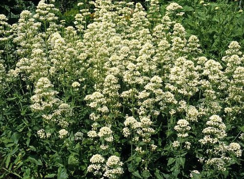 Centranthus ruber 'Snowcloud'
