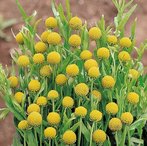 Cephalophora aRomatica