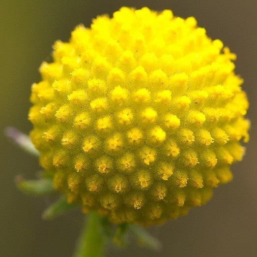 Cephalophora aRomatica