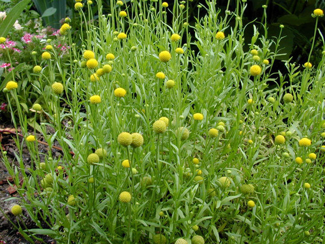 Cephalophora aRomatica