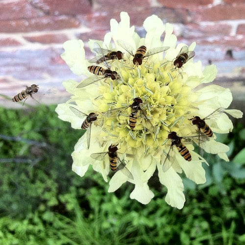 Cephalaria gigantea