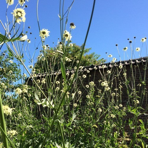 Cephalaria gigantea