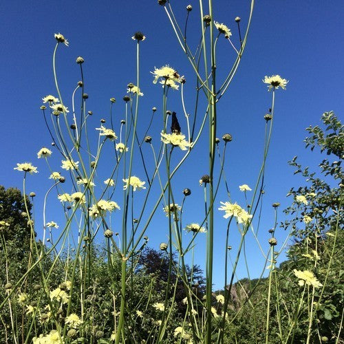 Cephalaria gigantea