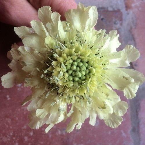 Cephalaria gigantea