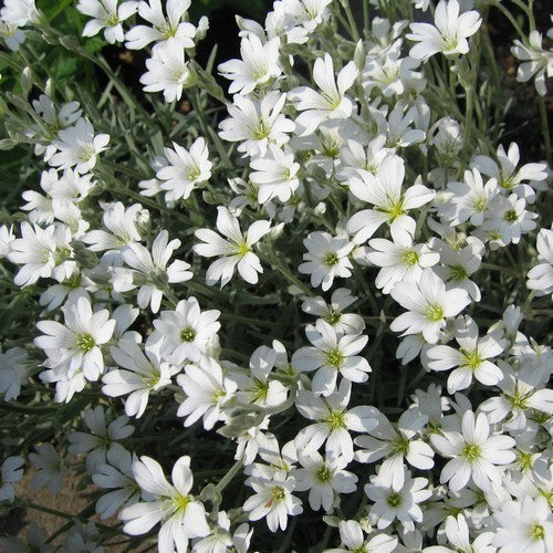 Cerastium tomentosum / Biebersteinii