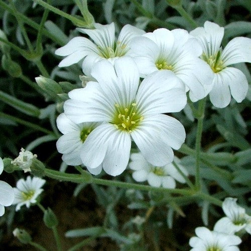 Cerastium tomentosum / Biebersteinii