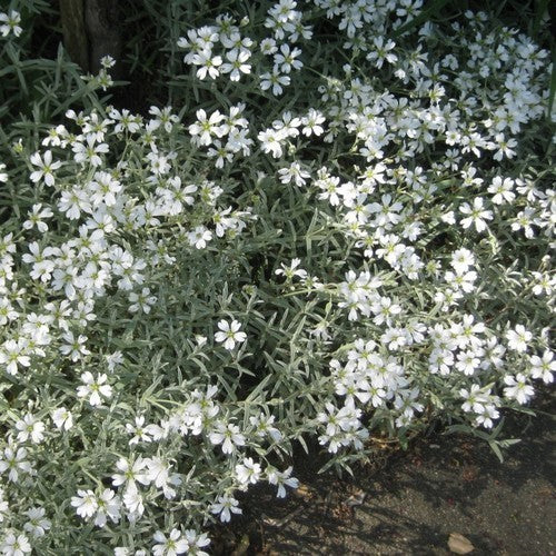 Cerastium tomentosum / Biebersteinii