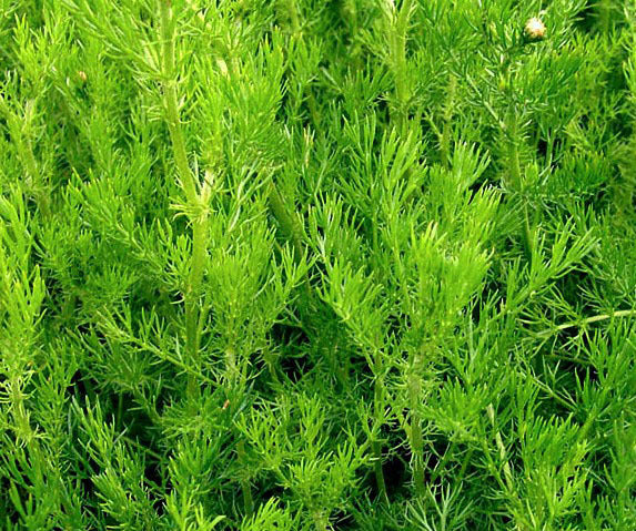 Chamaemelum nobile