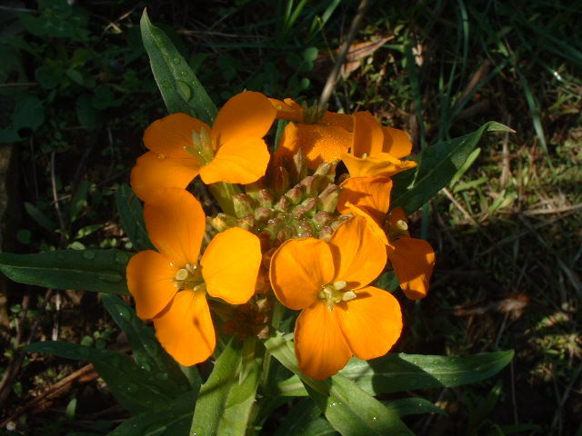 Cheiranthus x allionii 'Siberian Orange'