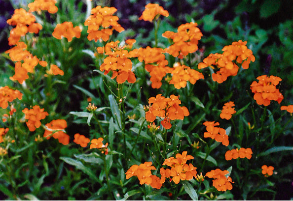 Cheiranthus x allionii 'Siberian Orange'
