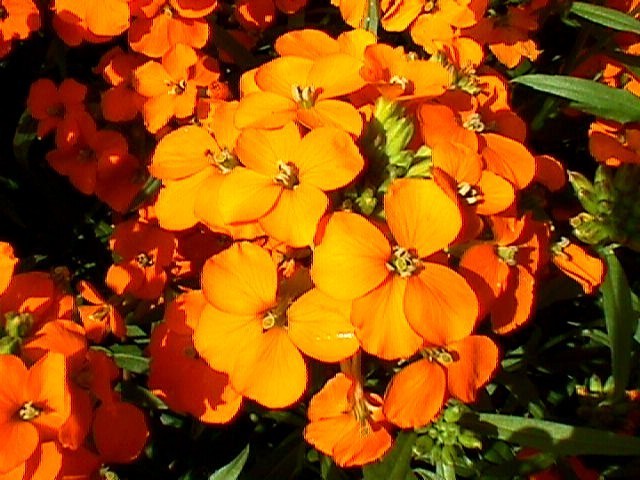 Cheiranthus x allionii 'Siberian Orange'