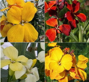 Cheiranthus cheiri 'Bedder Mix'