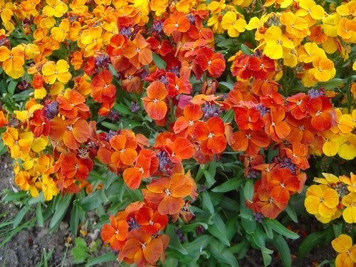 Cheiranthus cheiri 'Bedder Mix'