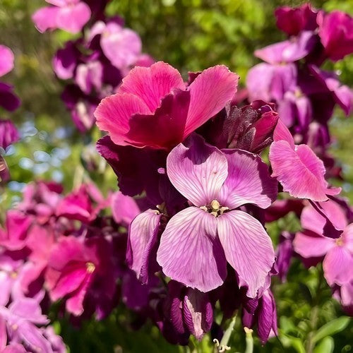 Cheiranthus cheiri 'Ruby Gem'