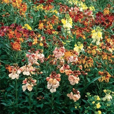 Cheiranthus cheiri 'Fair Lady'