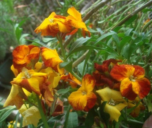 Cheiranthus cheiri 'Fair Lady'