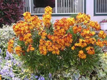 Cheiranthus cheiri 'Fair Lady'