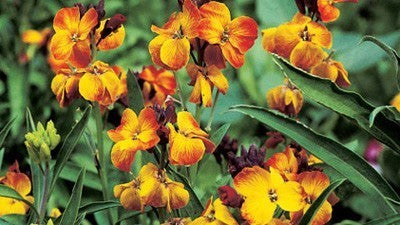 Cheiranthus cheiri 'Fair Lady'