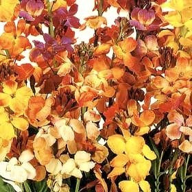 Cheiranthus cheiri 'Fair Lady'