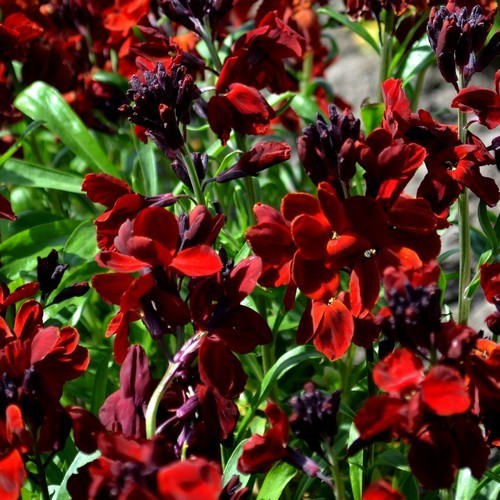Cheiranthus cheiri 'Goliath'