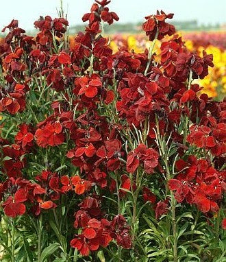 Cheiranthus cheiri 'Goliath'