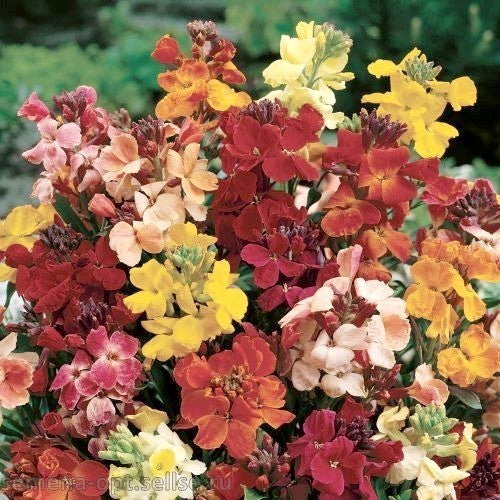 Cheiranthus cheiri 'Mix of Singles'