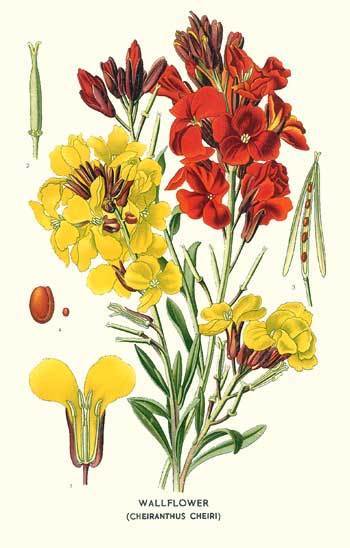 Cheiranthus cheiri 'Mix of Singles'
