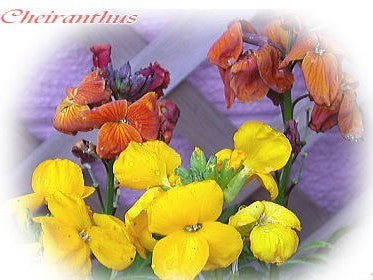 Cheiranthus cheiri 'Mix of Singles'