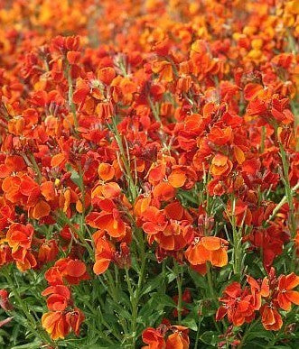 Cheiranthus cheiri 'Orange Bedder'