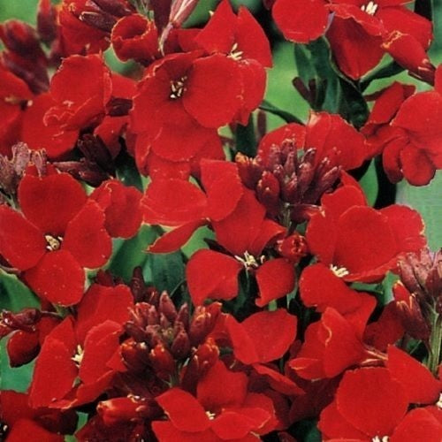 Cheiranthus cheiri 'Scarlet Emperor'
