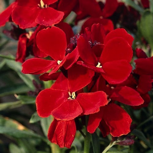Cheiranthus cheiri 'Scarlet Emperor'