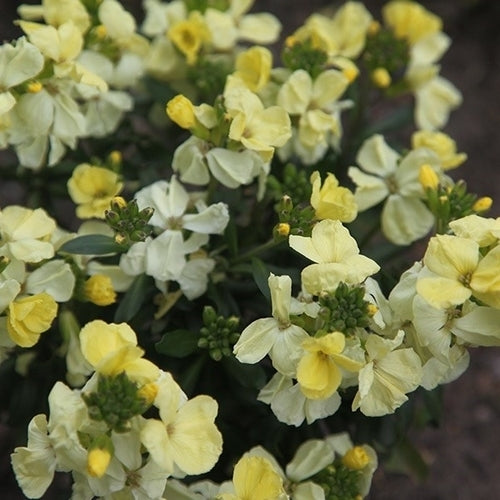 Cheiranthus cheiri Sugar Rush-Serie 'Primrose' F1
