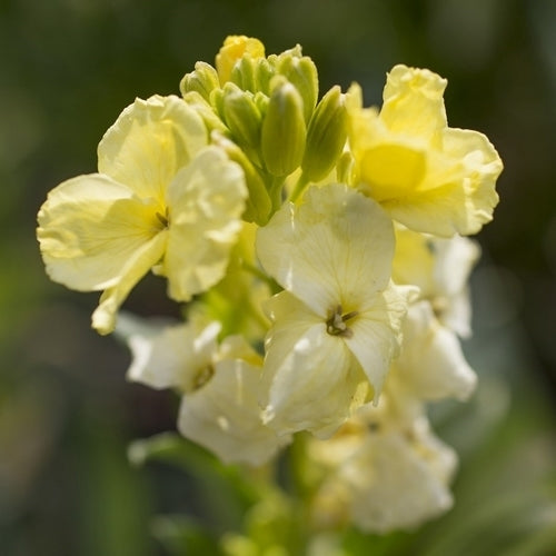 Cheiranthus cheiri Sugar Rush-Serie 'Primrose' F1