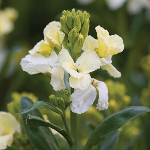 Cheiranthus cheiri Sugar Rush-Serie 'Primrose' F1