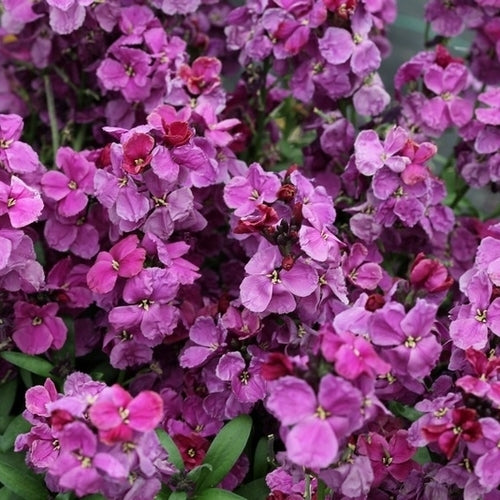 Cheiranthus cheiri Sugar Rush Series 'Purple Bicolor' F1