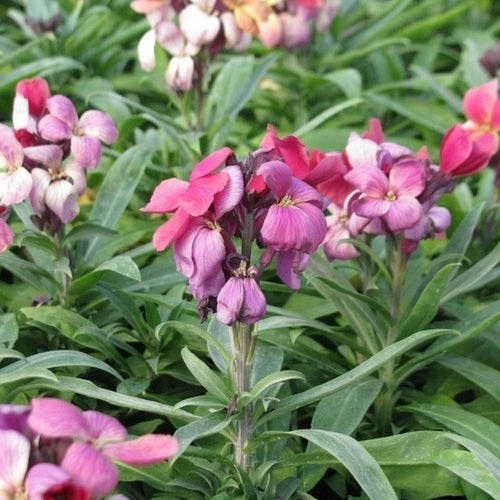 Cheiranthus cheiri Sugar Rush Series 'Purple Bicolor' F1