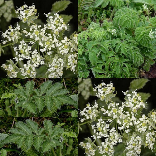 Chaerophyllum azoricum