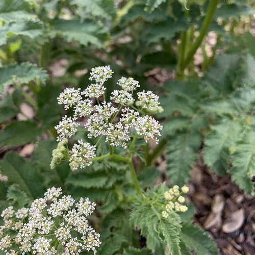 Chaerophyllum azoricum
