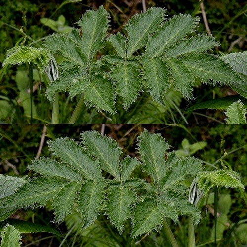 Chaerophyllum azoricum