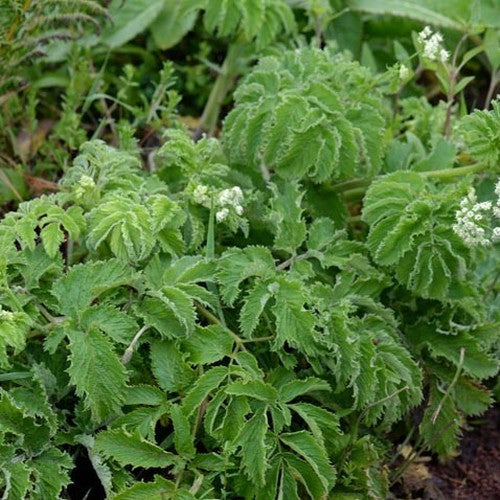 Chaerophyllum azoricum