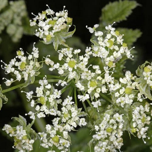Chaerophyllum azoricum
