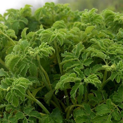 Chaerophyllum azoricum