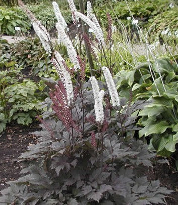 Cimicifuga ramosa 'Brunette' / 'Atropurpurea'