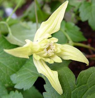 Clematis chiisanensis 'Korean Beauty'