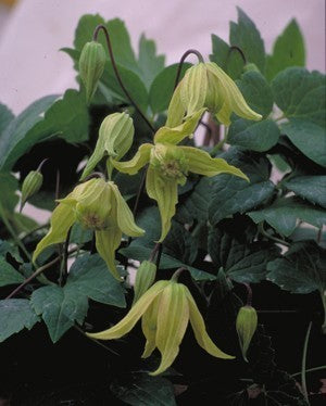 Clematis chiisanensis 'Korean Beauty'