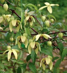 Clematis chiisanensis 'Korean Beauty'