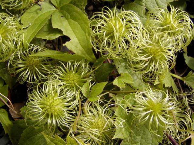 Clematis chiisanensis 'Korean Beauty'