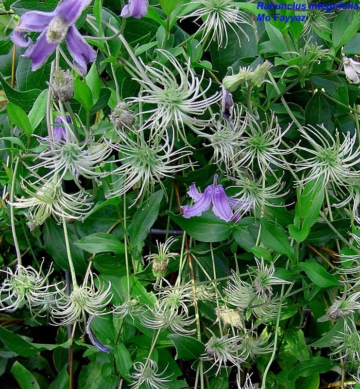 Clematis integrifolia
