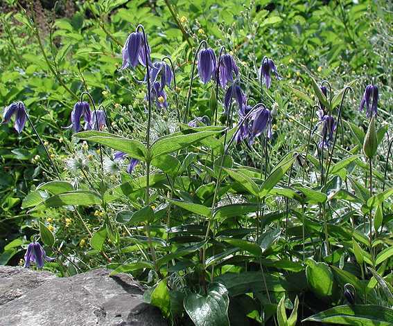 Clematis integrifolia